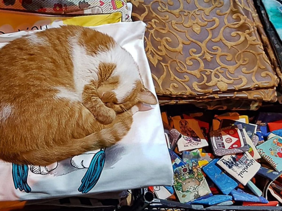 Котка украсява витрината на магазин за сувенири в Бейоглу, Истанбул