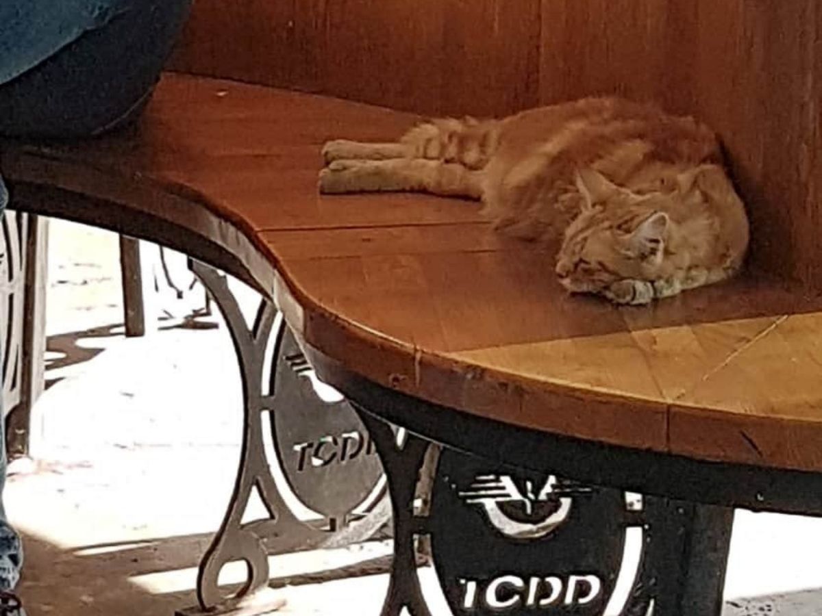 Котка чака влака на гара в Истанбул