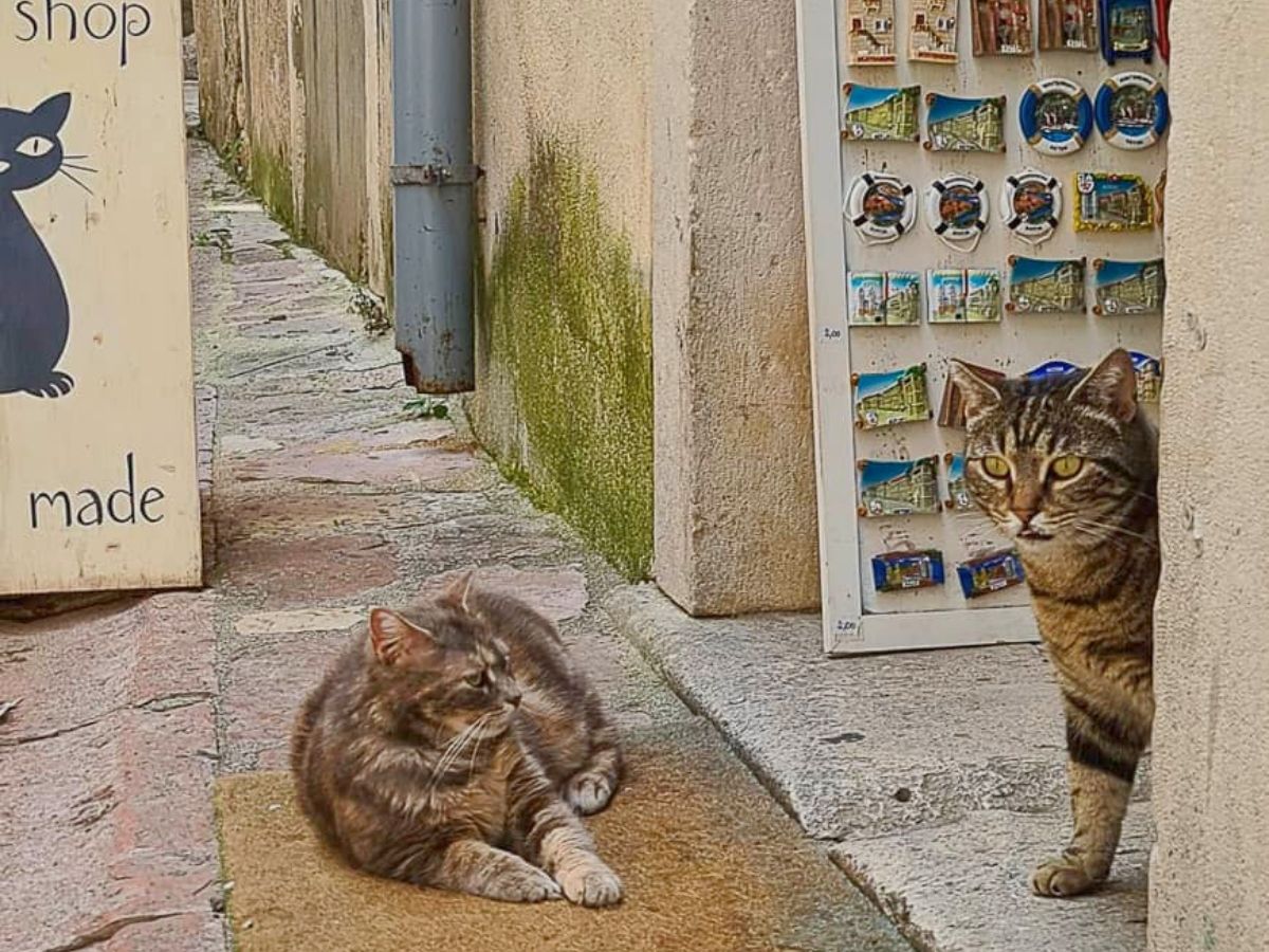 Котки на Котор пред магазин за сувенири