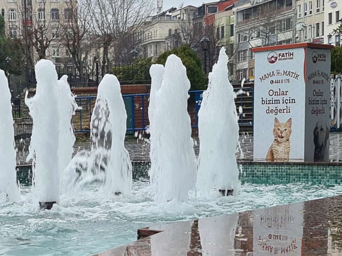 Станция за храна на котки в Истанбул